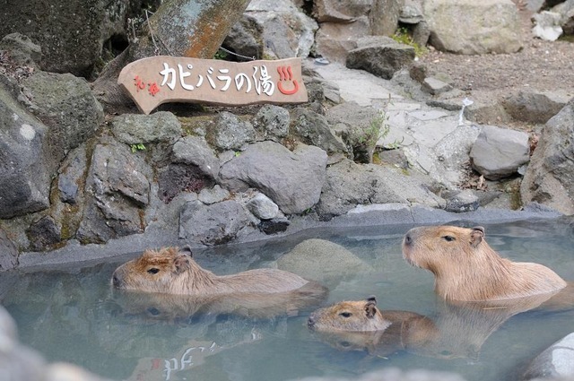 ī18.jpg